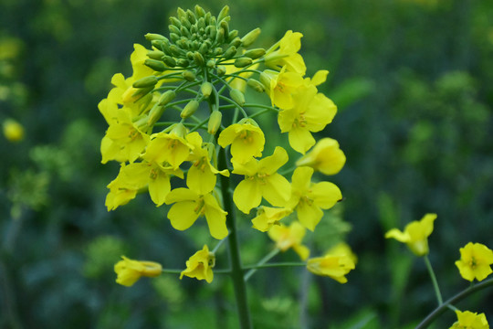 油菜花