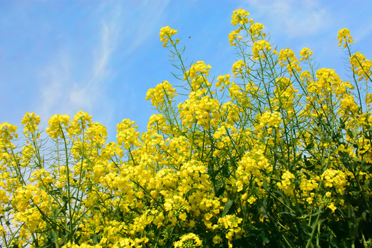 油菜花