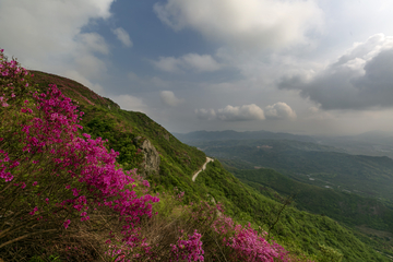 山花烂漫