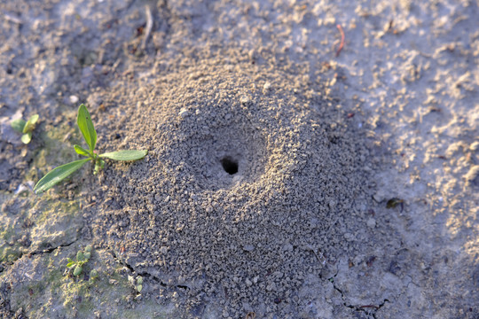 蚂蚁窝