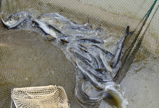 鱼池