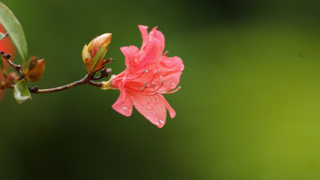 花卉花朵