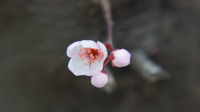 花朵