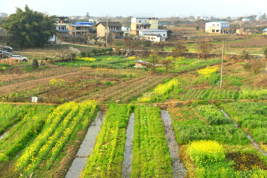 乡村开满油菜花的春天