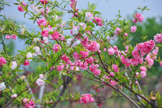 桃花背景