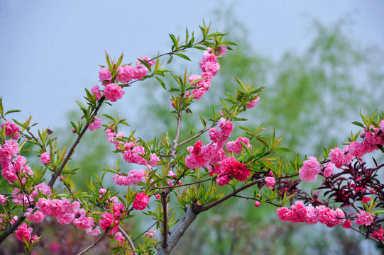 春天桃花盛开