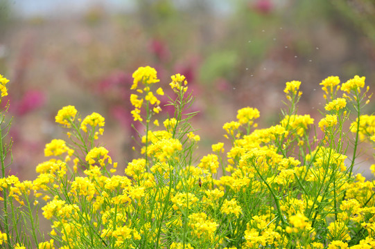 油菜花