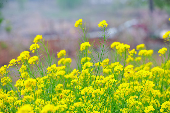 油菜花