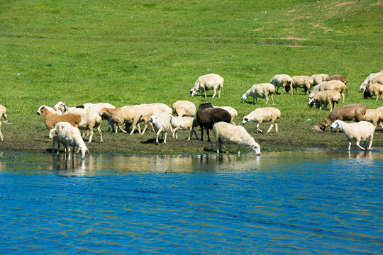 河边喝水的羊群
