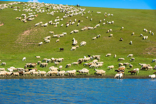 丘陵草原羊群河流
