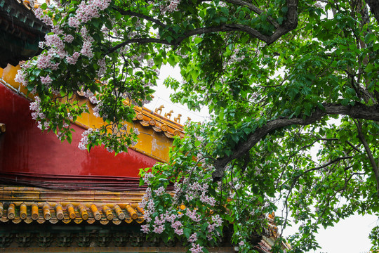 北京故宫古建筑楸树花