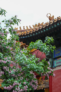 北京故宫古建筑楸树花