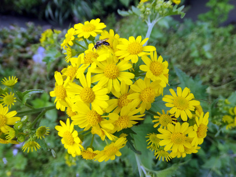 黄山贡菊