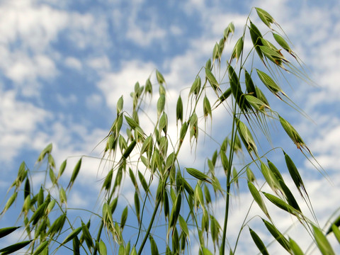 野小麦