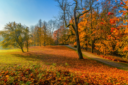 拉脱维亚国家森林公园秋色