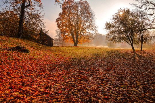 秋日阳光下的草地树木和小屋
