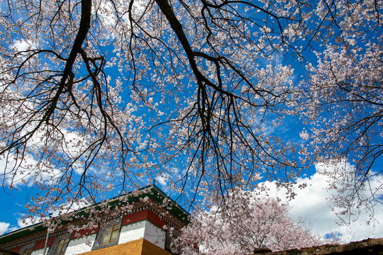 寺院的桃花树蓝天白云