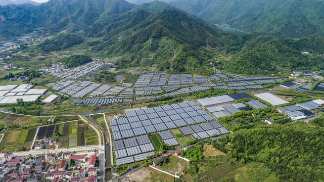 寿仙谷药业种植基地