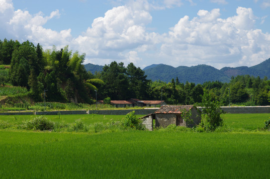 竹林与水稻田