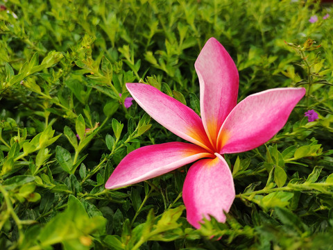 鸡蛋花瓣