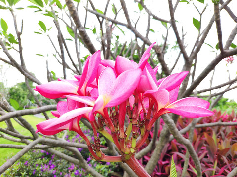 五树六花