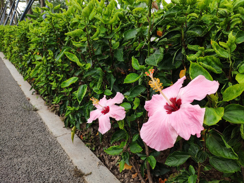 扶桑花