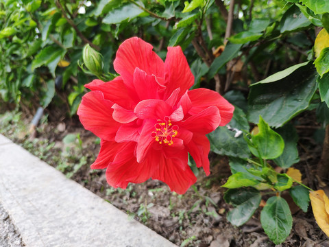 红色扶桑花