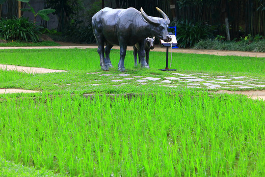 农耕文化水牛雕塑