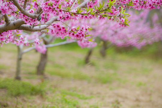 桃花林