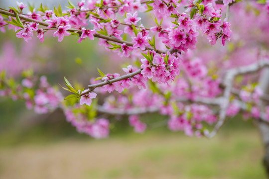 桃花林