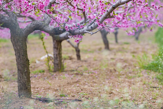 桃花