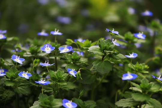 山花