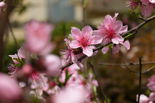 桃花