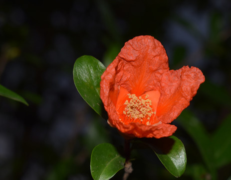 石榴花