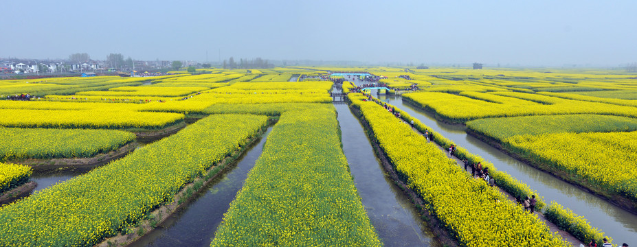 千垛油菜花全景图