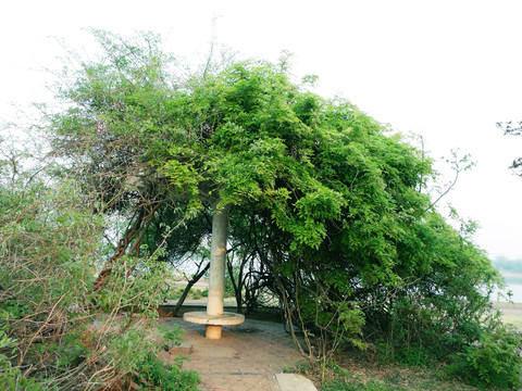 大树