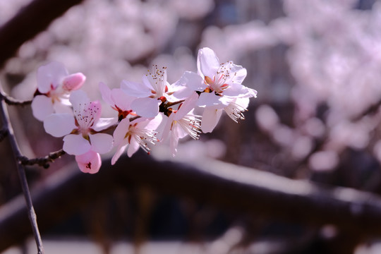 樱花