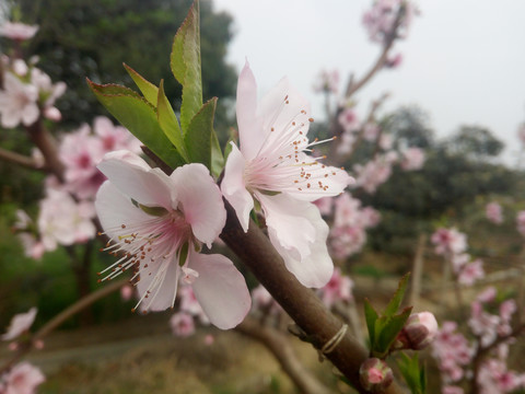 桃花