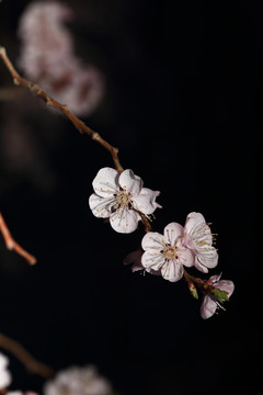 梨花杏花梅花