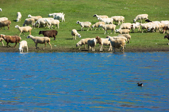 草原河流羊群野鸭
