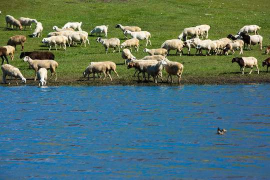 草原羊群河流