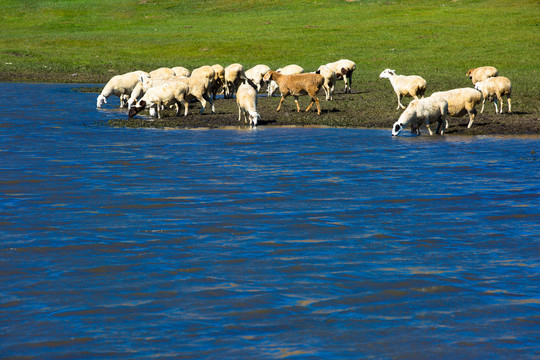 草原河边喝水的羊群