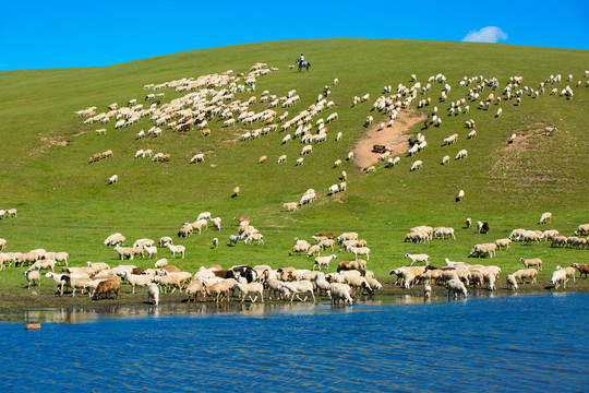丘陵草原放牧羊群
