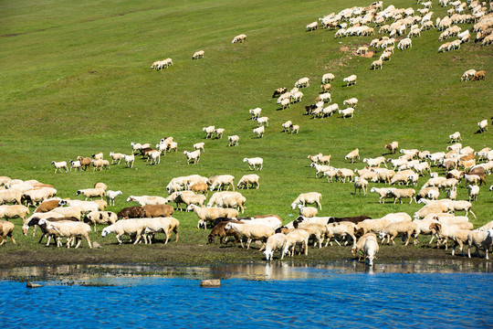 草原山坡羊群喝水
