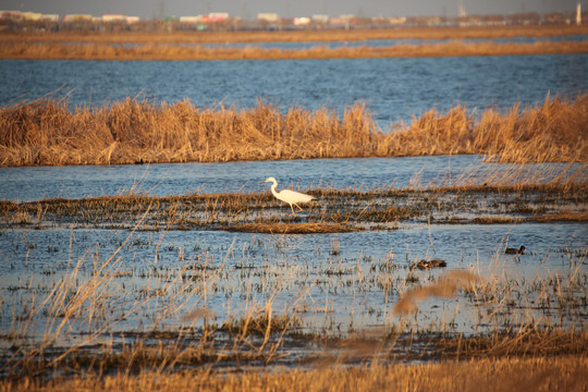 湿地水鸟