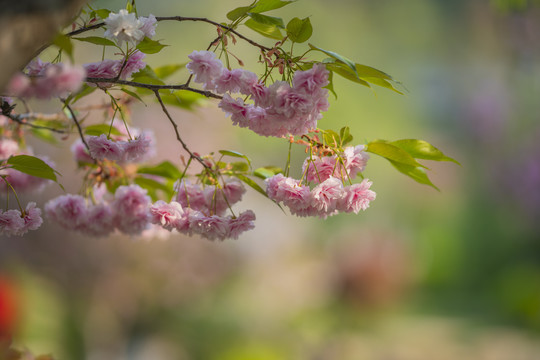 樱花