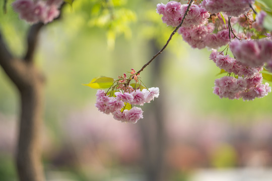 樱花