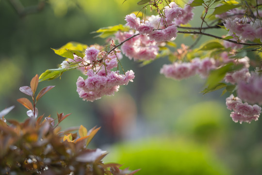 樱花