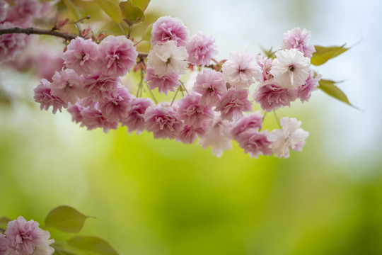 樱花