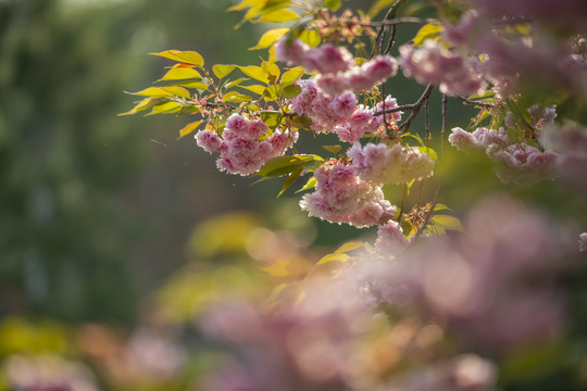 樱花